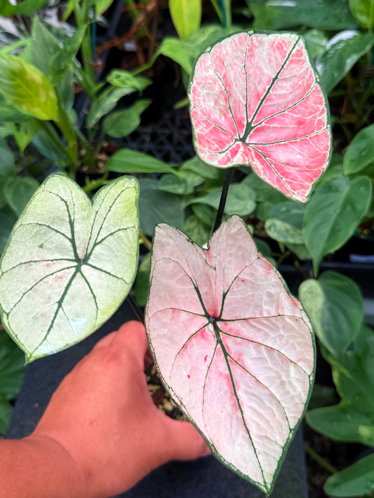 Caladium Hybrid W34