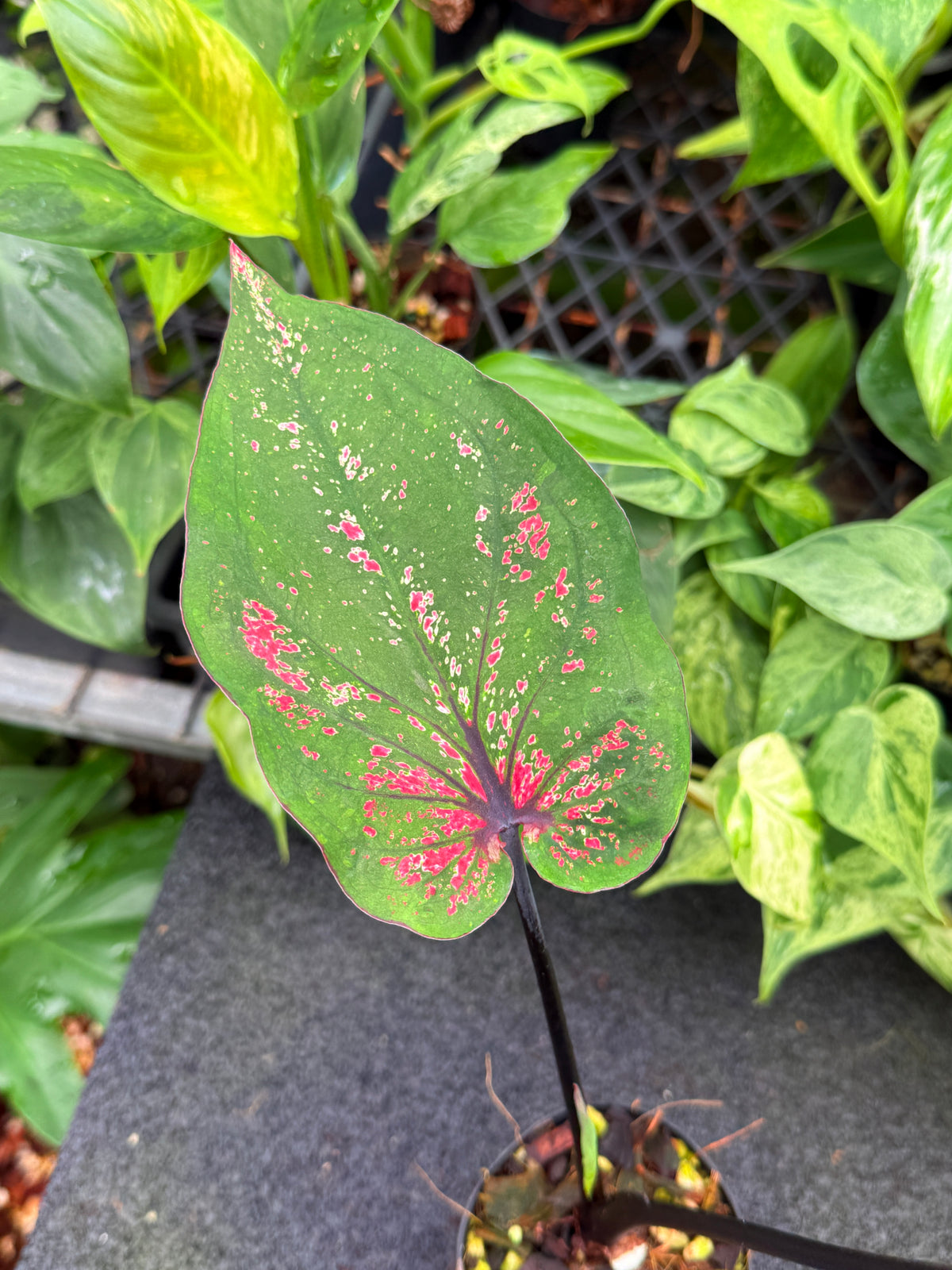 Caladium Hybrid W31