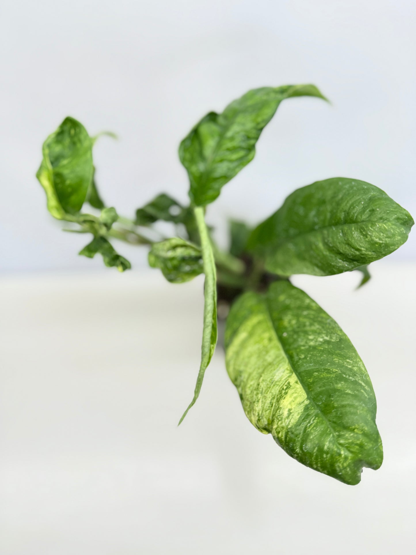 Rhaphidophora Puberula Variegata C66