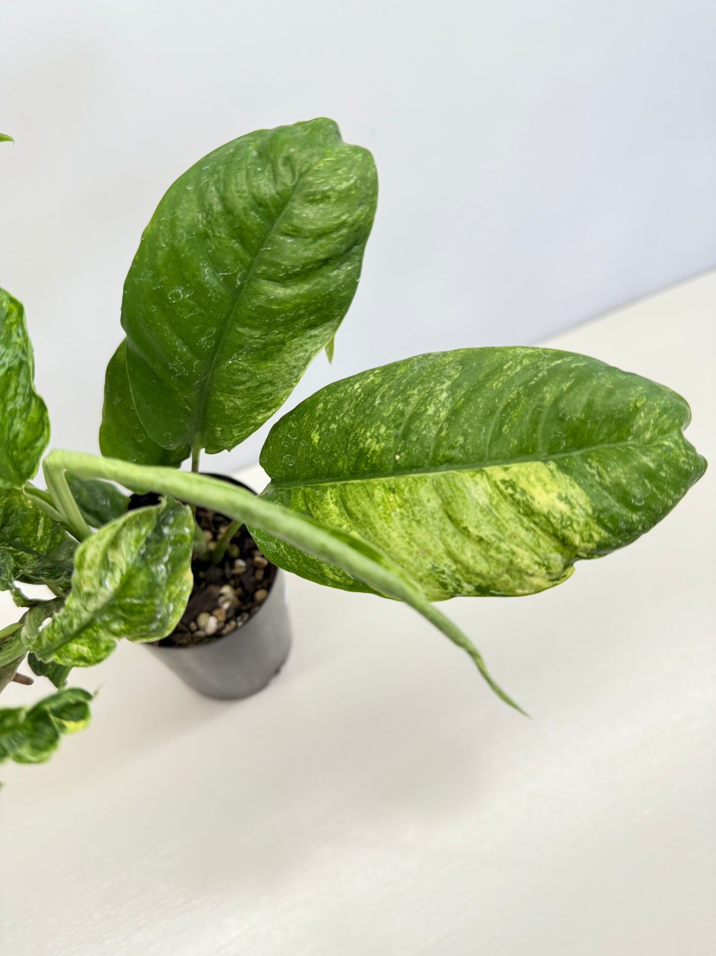 Rhaphidophora Puberula Variegata C66