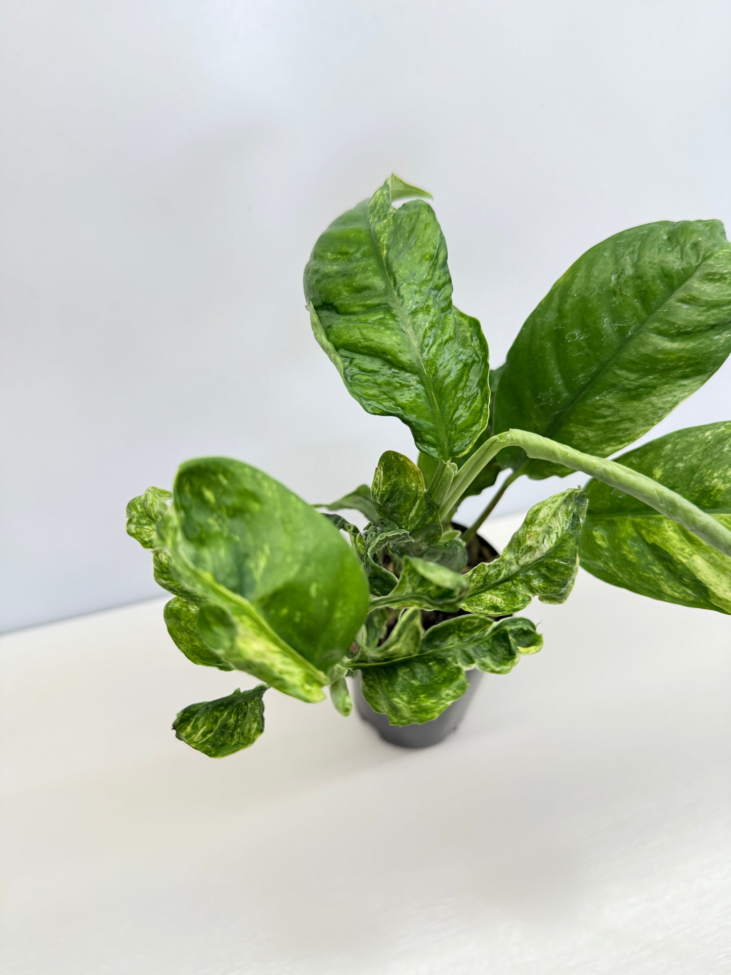 Rhaphidophora Puberula Variegata C66