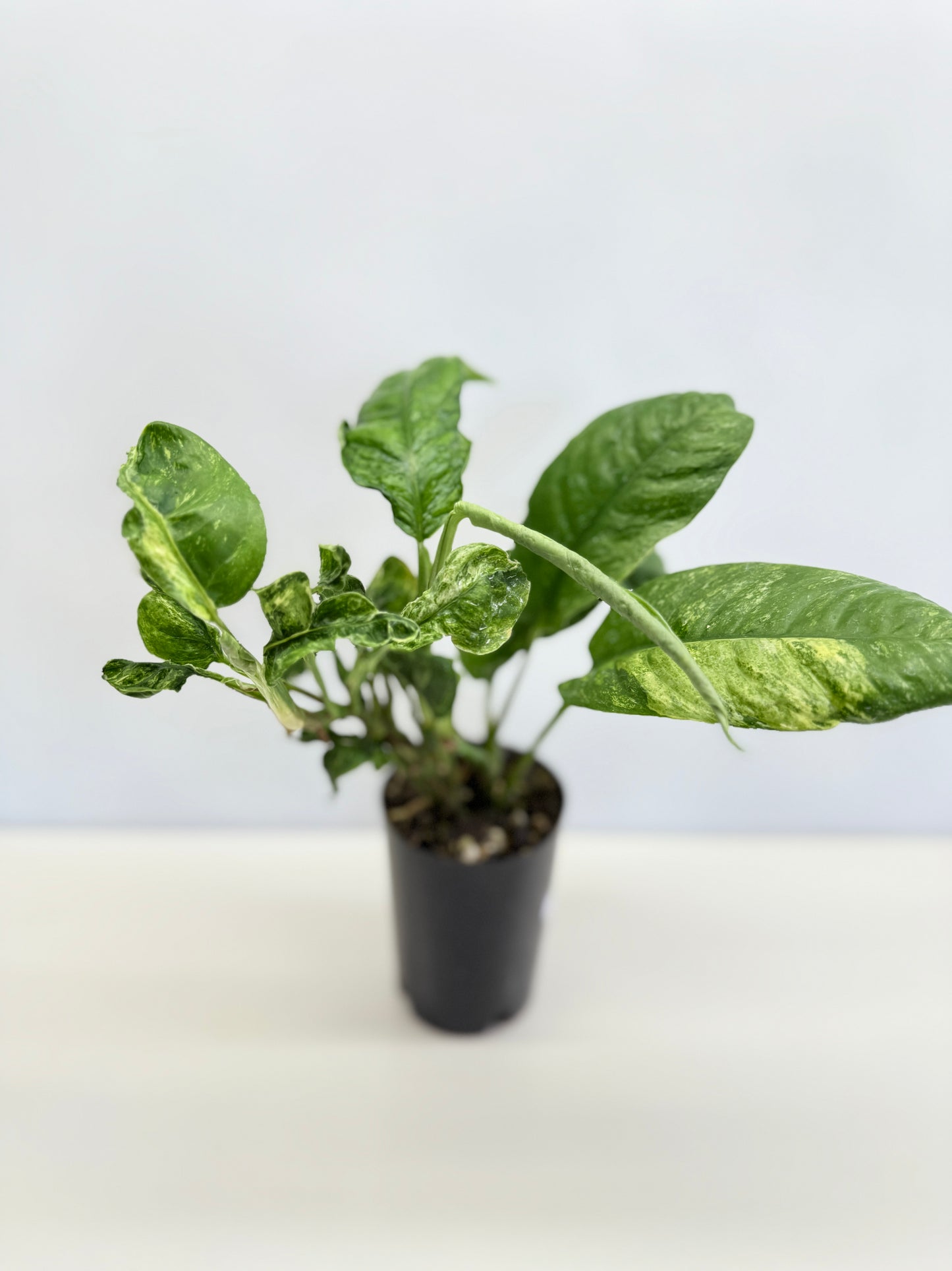 Rhaphidophora Puberula Variegata C66