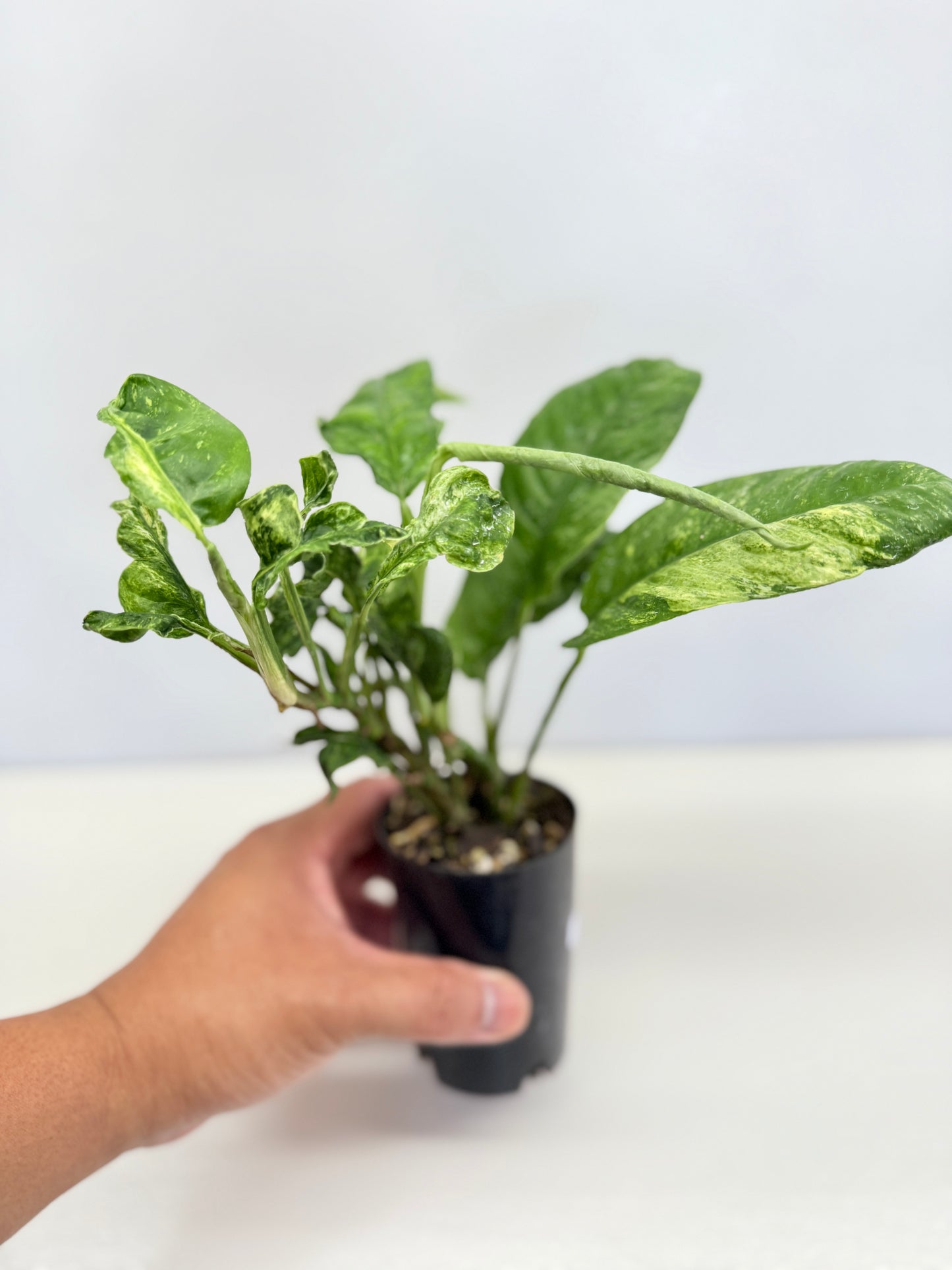Rhaphidophora Puberula Variegata C66