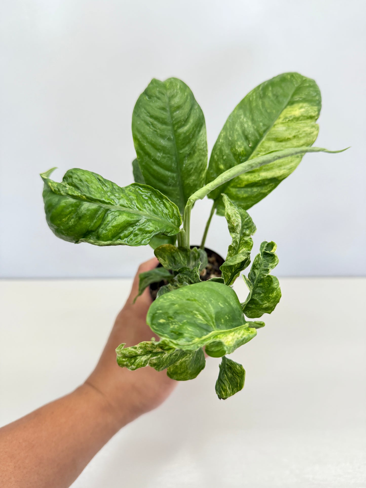 Rhaphidophora Puberula Variegata C66