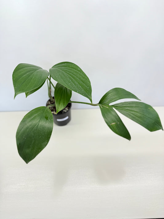 Rhaphidophora Decursiva 'Dragon Tail' C67