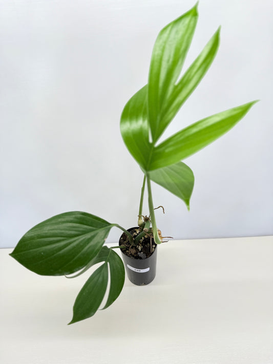 Rhaphidophora Decursiva 'Dragon Tail' C68