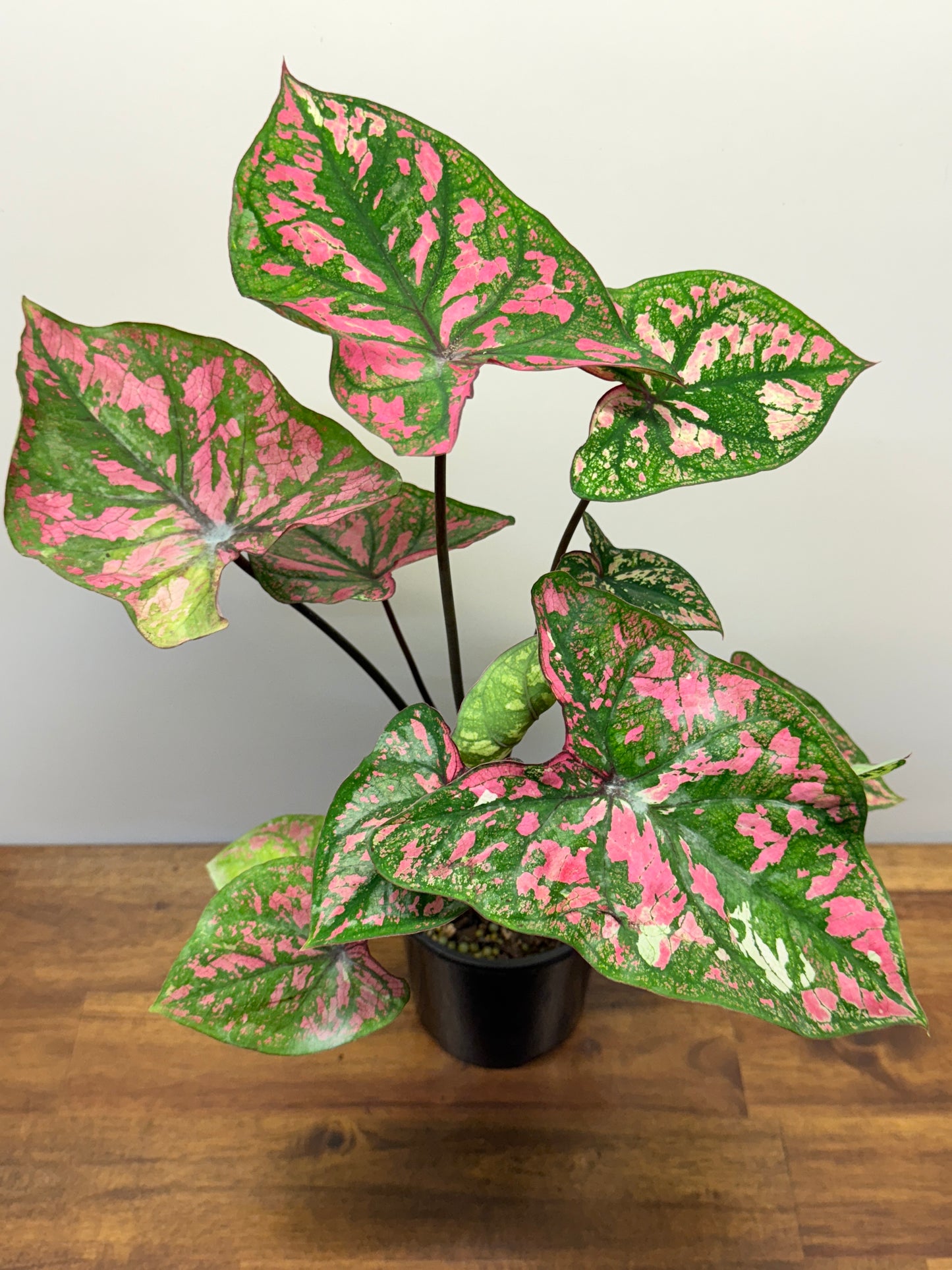 Caladium Purple Light N80