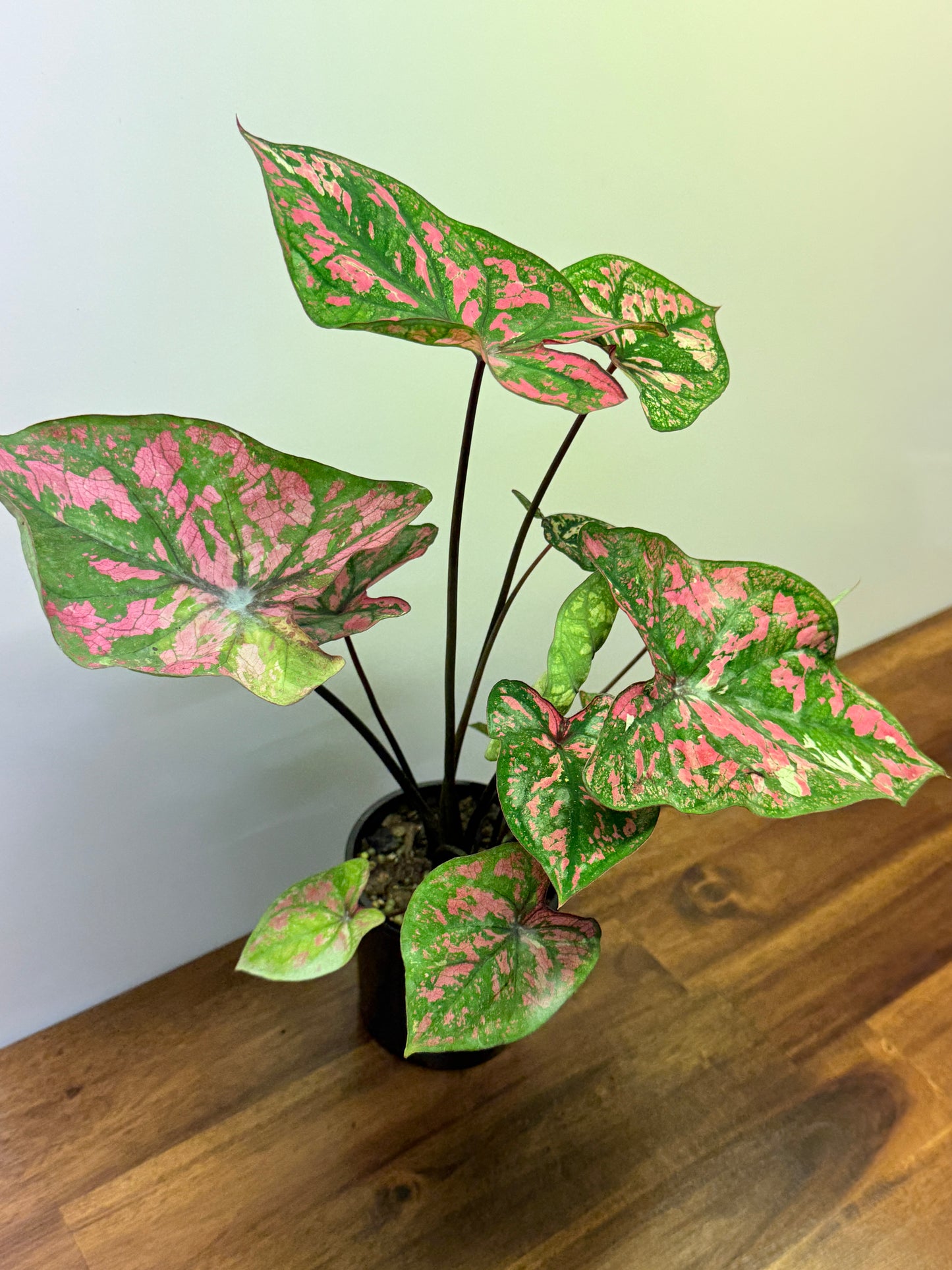 Caladium Purple Light N80