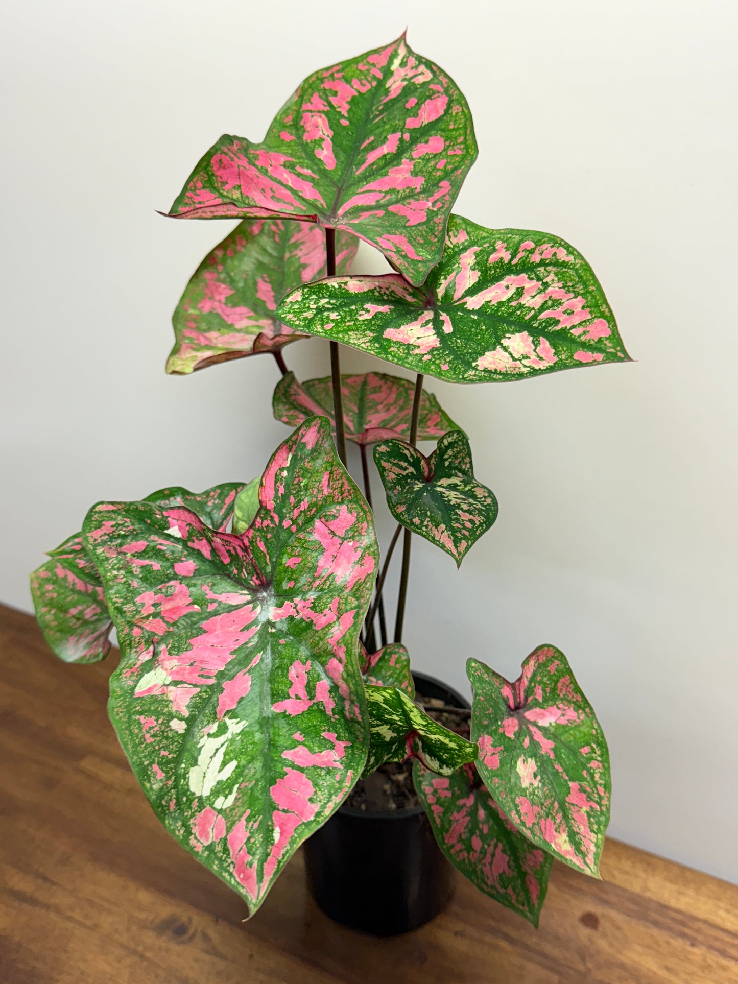 Caladium Purple Light N80