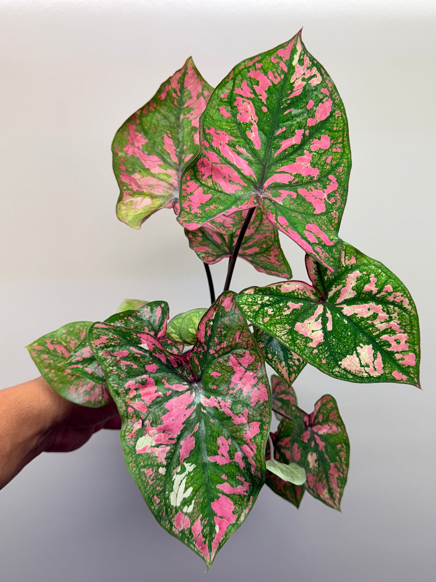 Caladium Purple Light N80