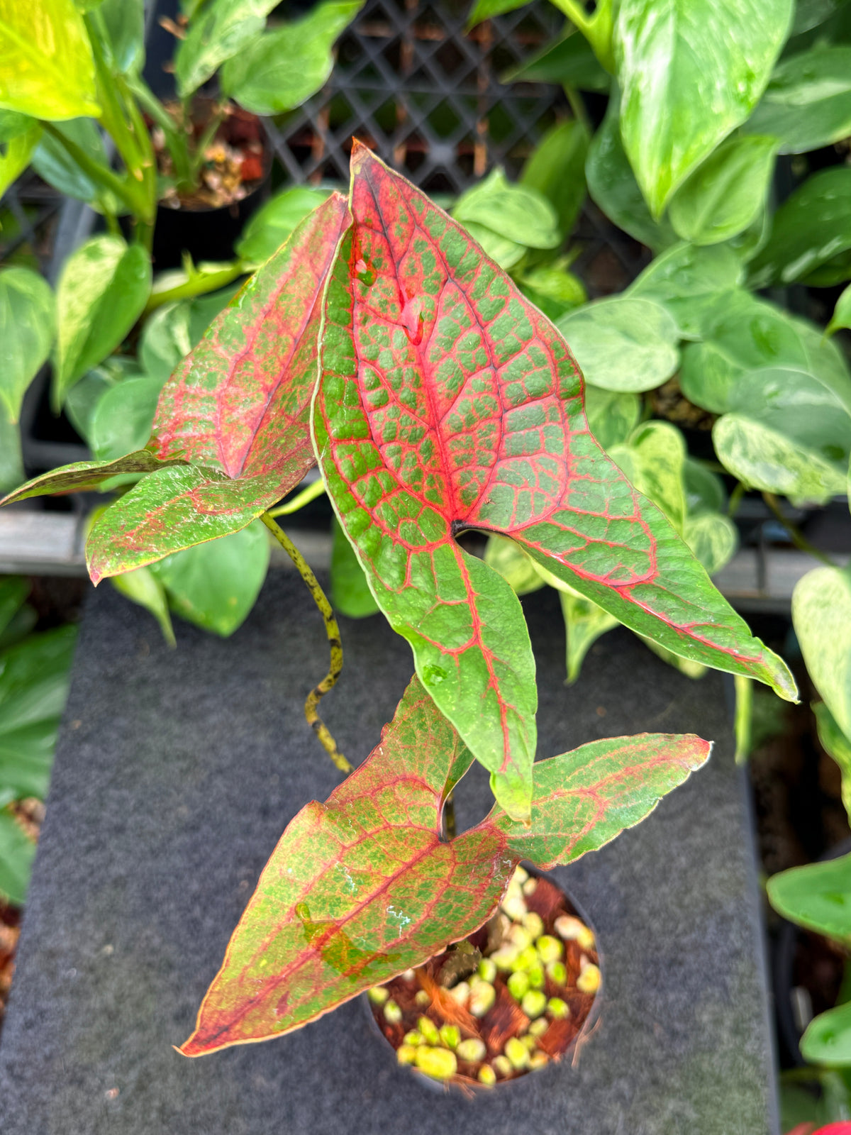Cyrtosperma johnstonii W35