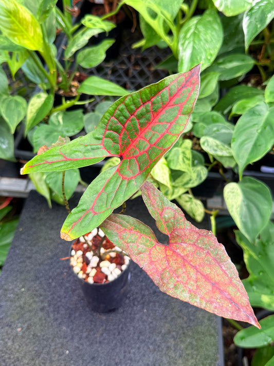 Cyrtosperma johnstonii W36