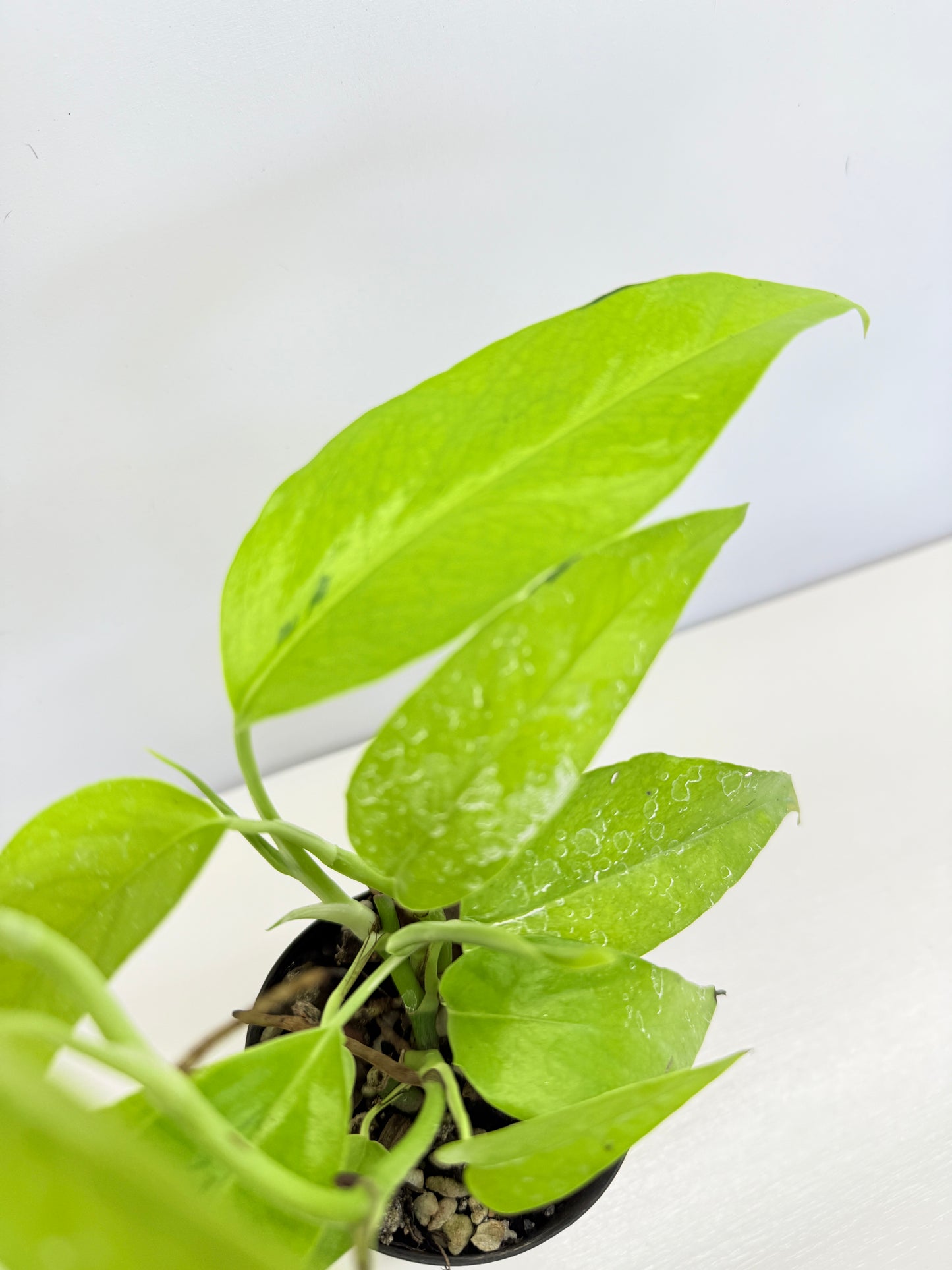 Epipremnum pinnatum 'Neon' C70