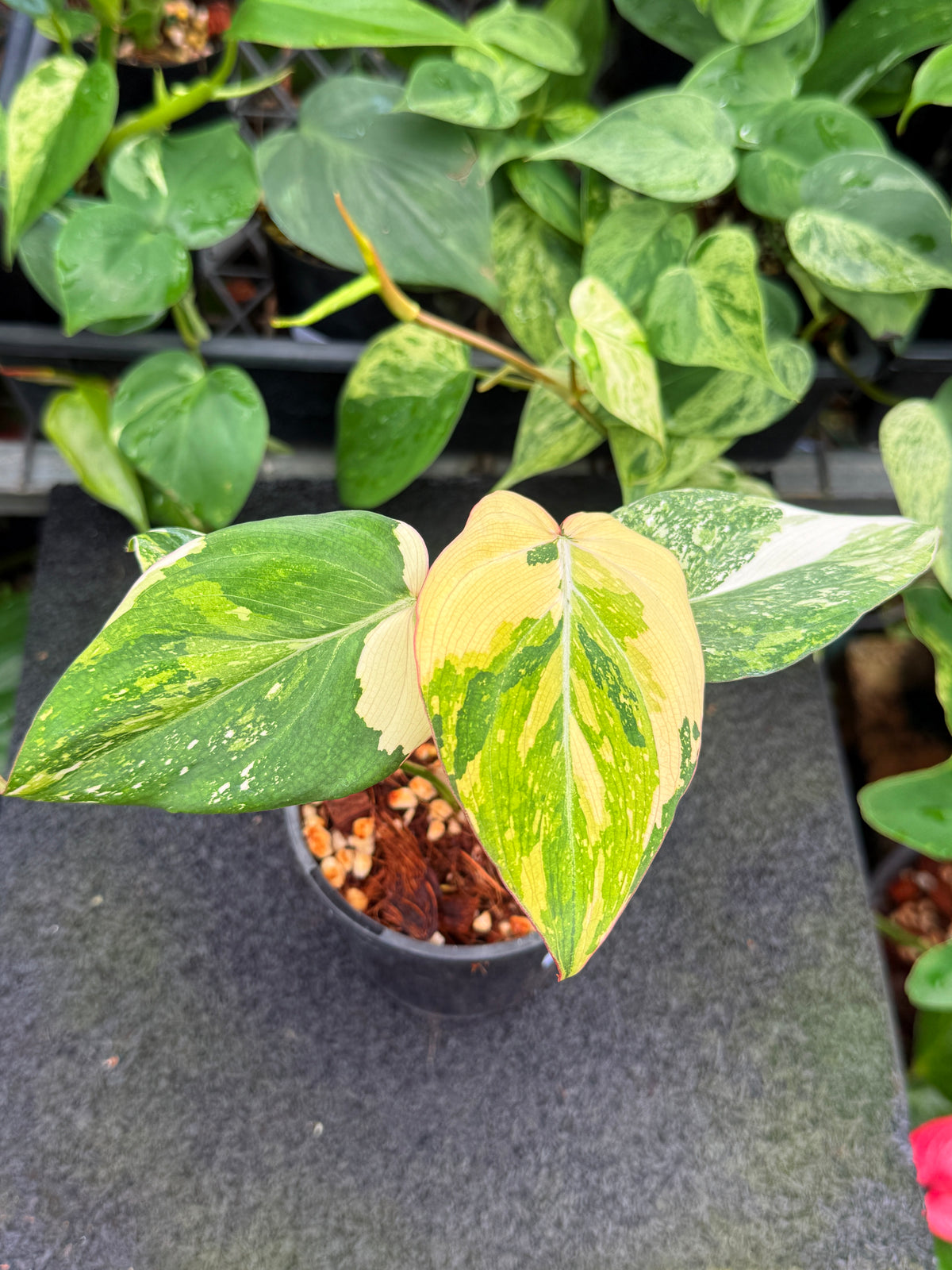 Philodendron 'Gloriosum Variegated' W42