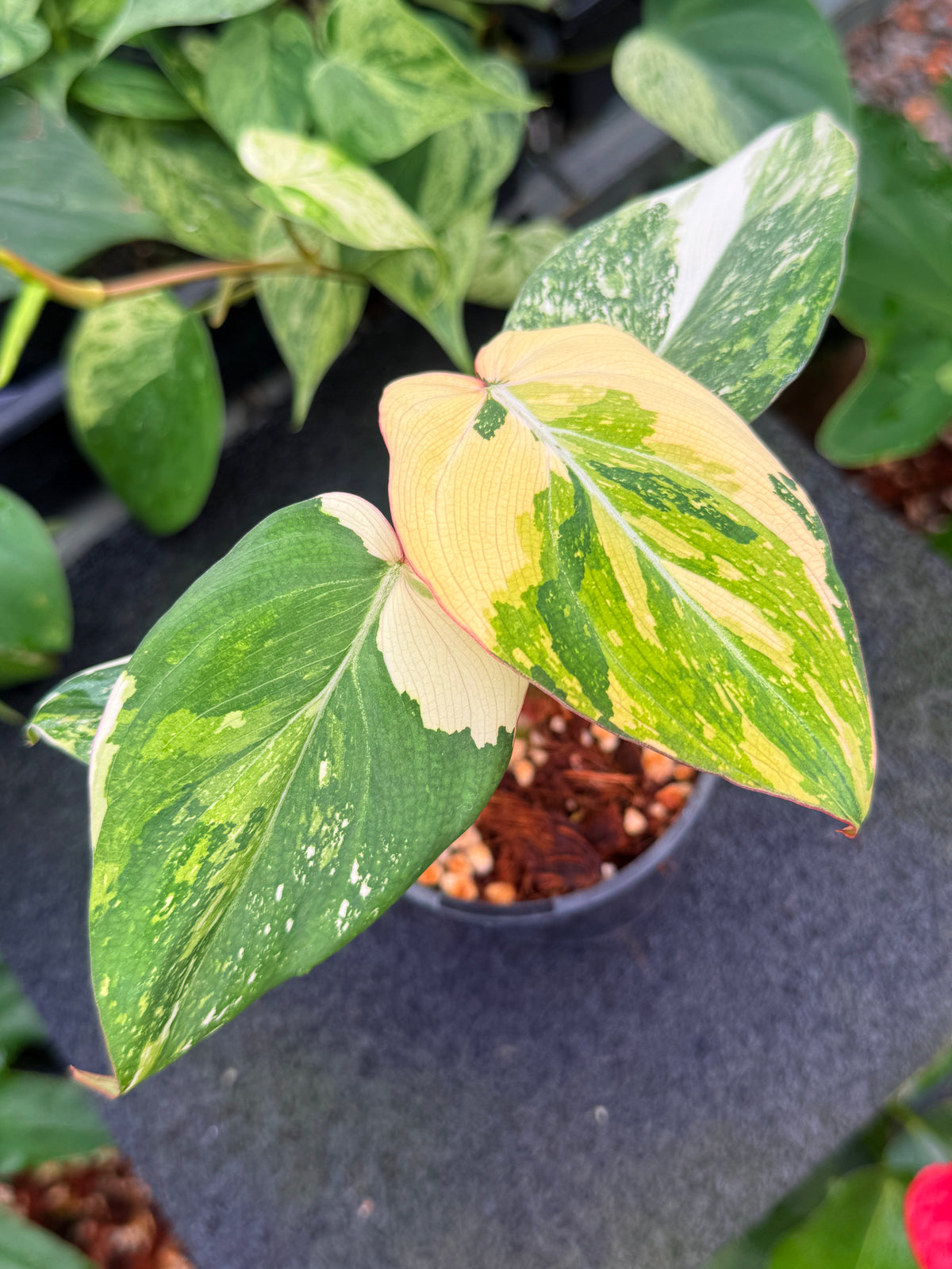 Philodendron 'Gloriosum Variegated' W42
