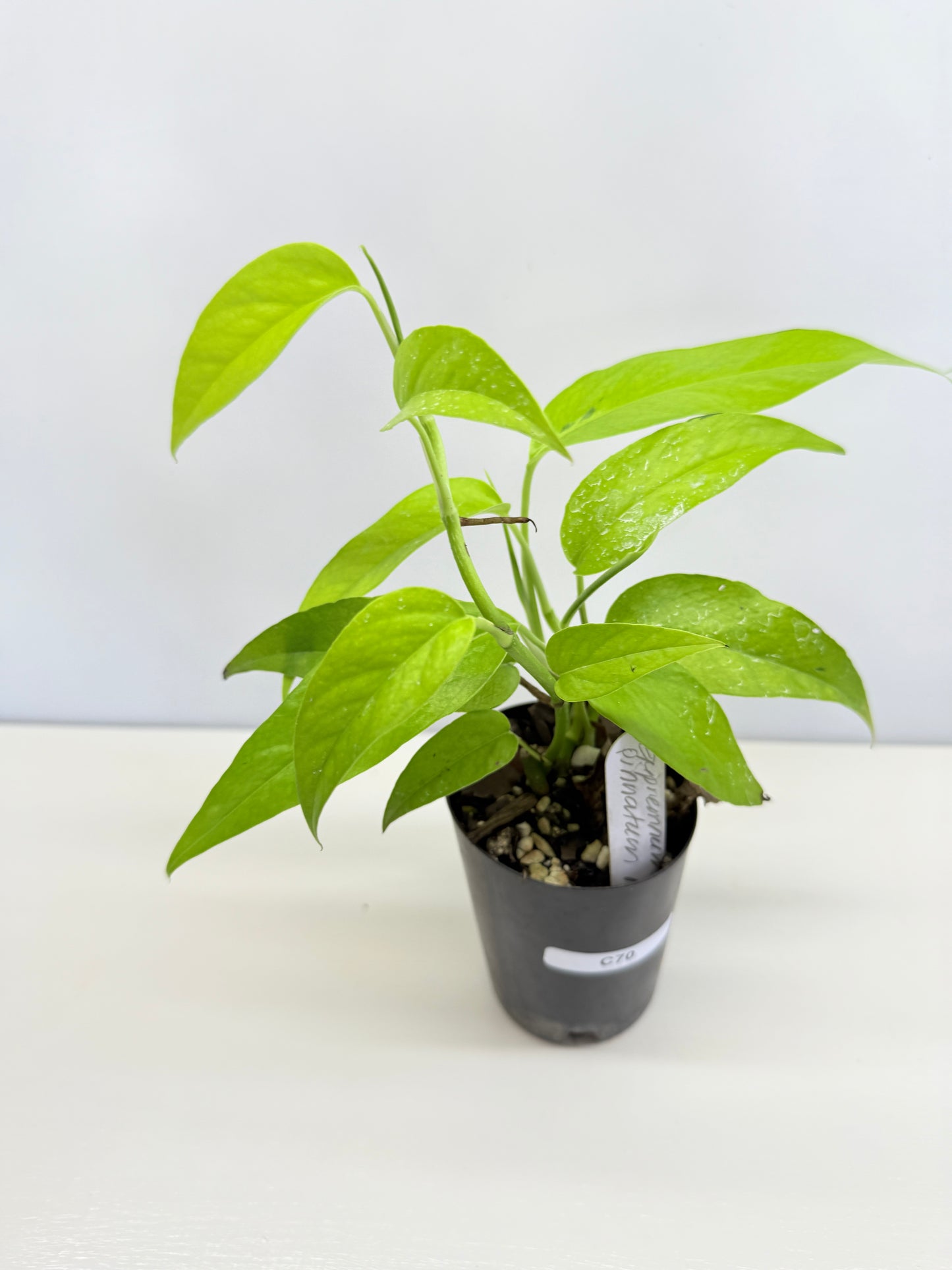 Epipremnum pinnatum 'Neon' C70