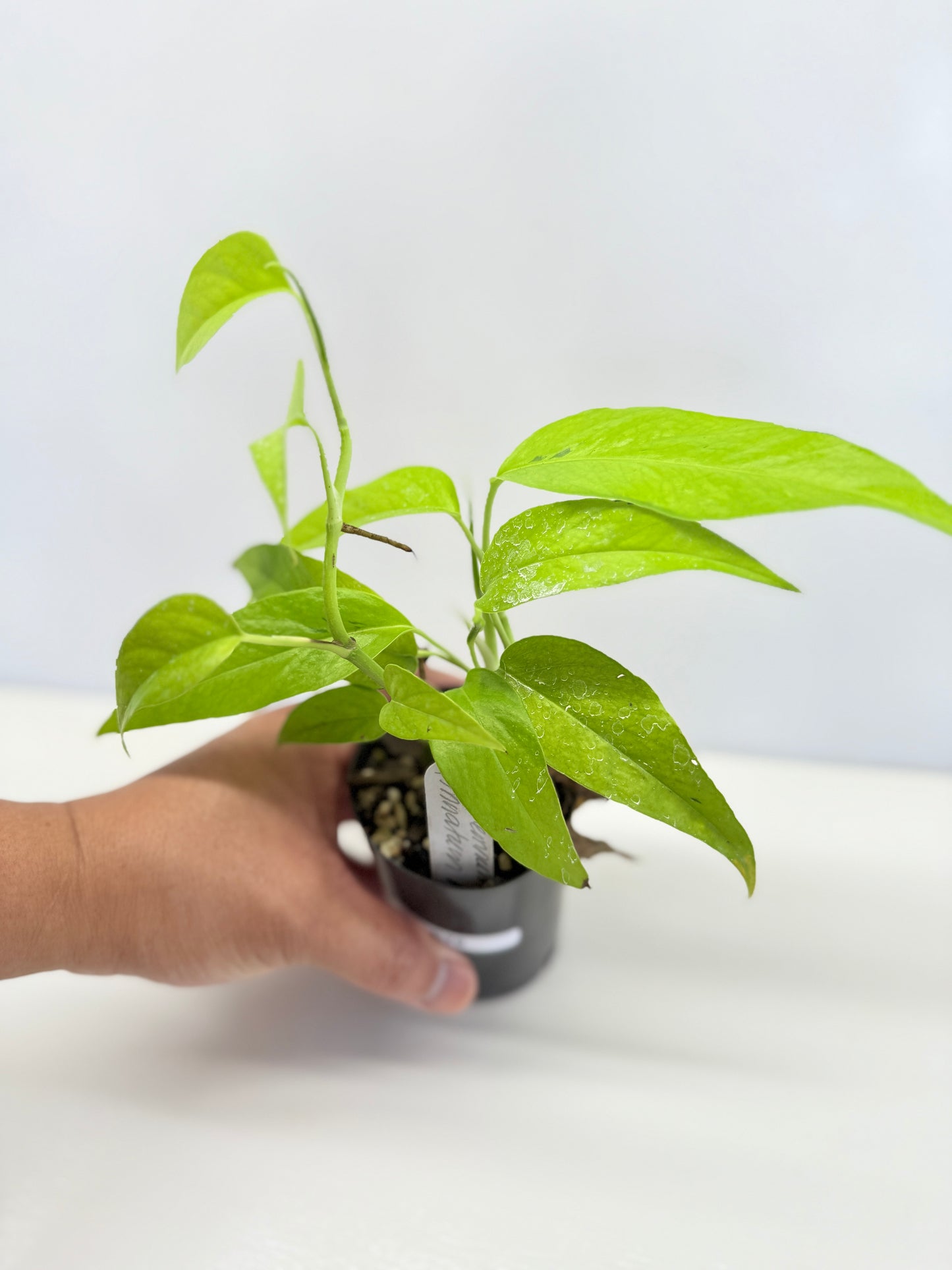 Epipremnum pinnatum 'Neon' C70