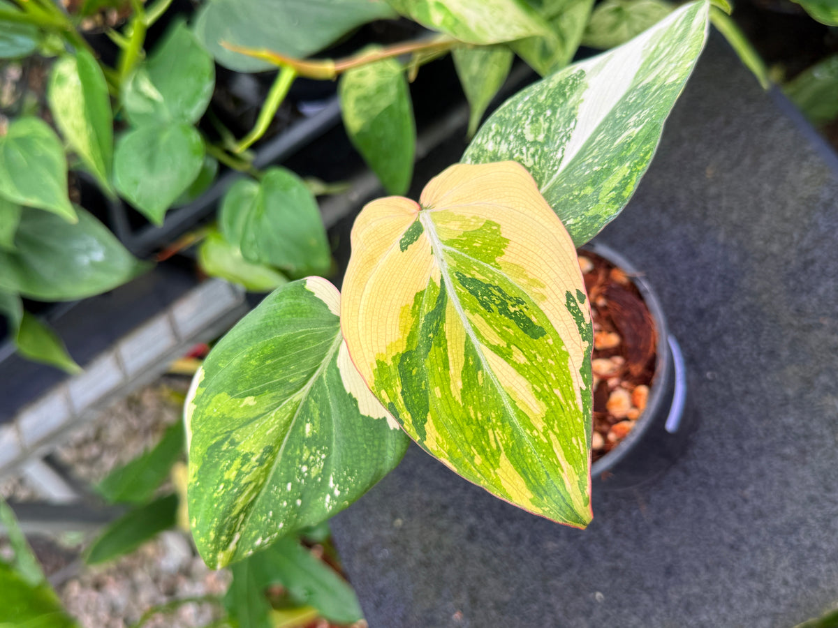 Philodendron 'Gloriosum Variegated' W42