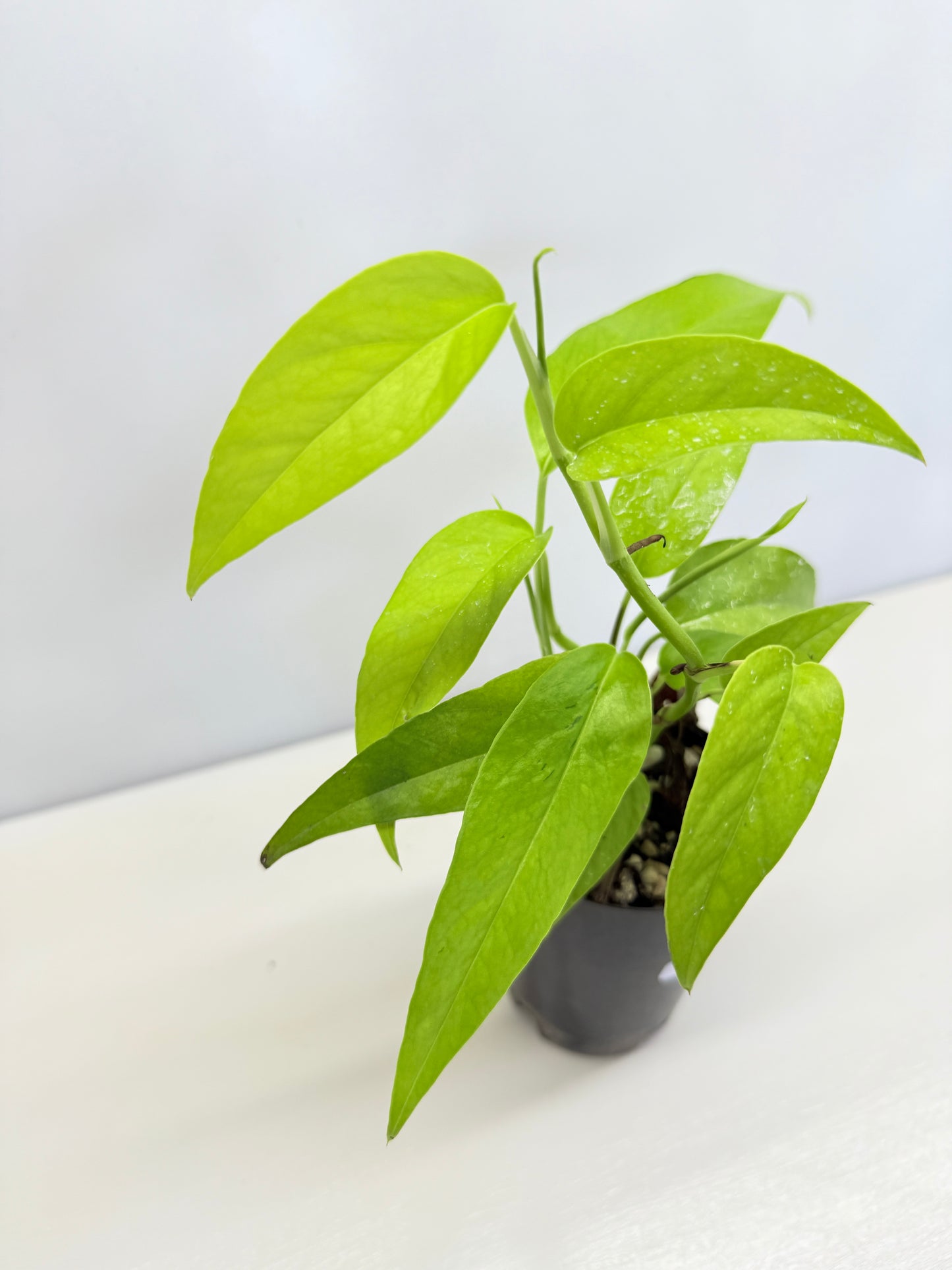 Epipremnum pinnatum 'Neon' C70