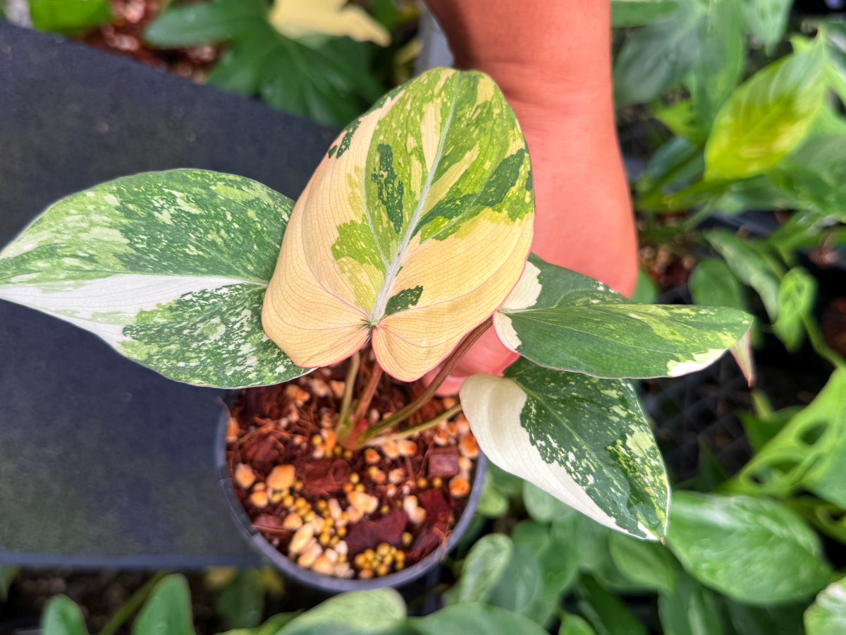 Philodendron 'Gloriosum Variegated' W42