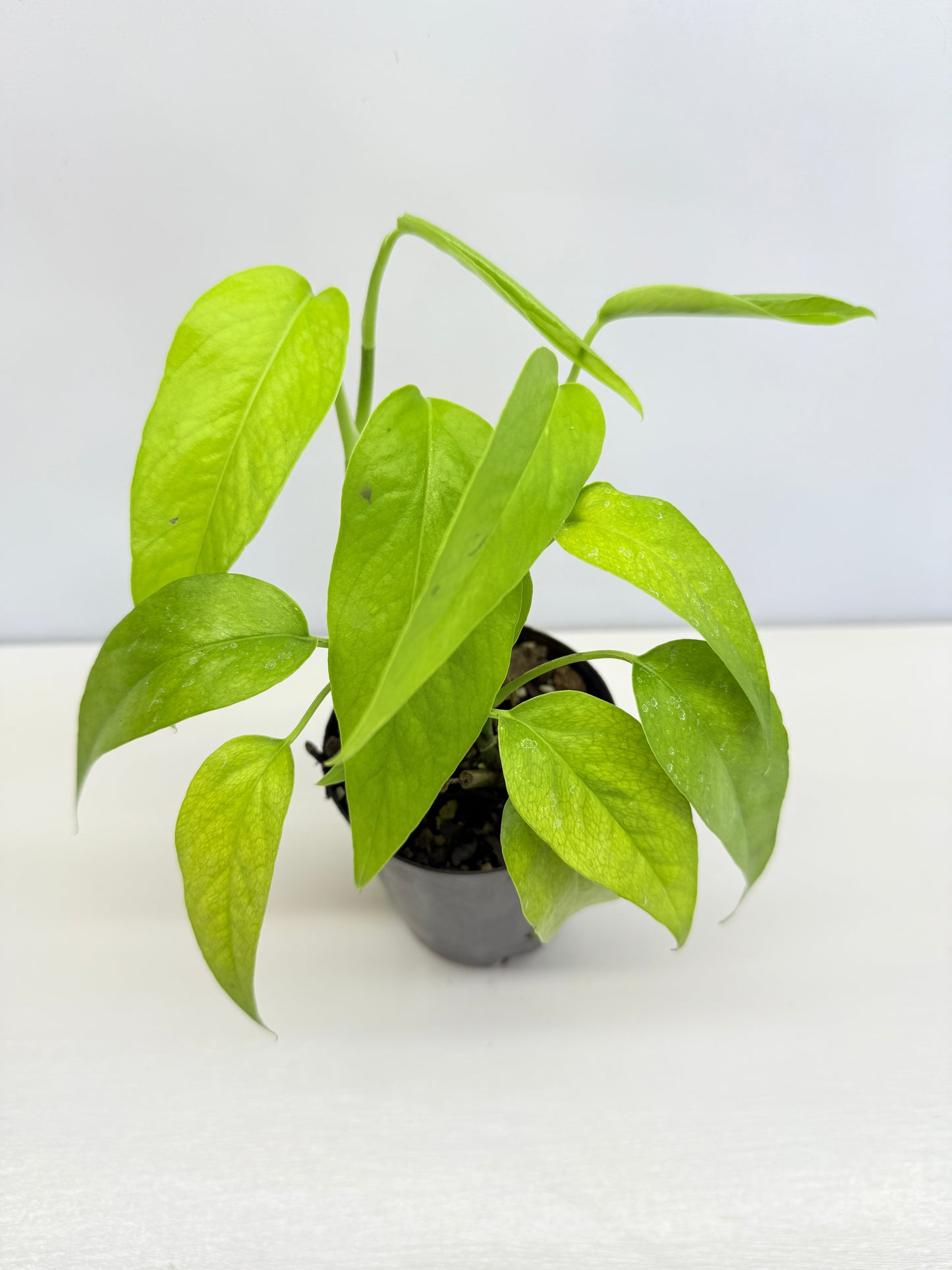 Epipremnum pinnatum 'Neon' C71