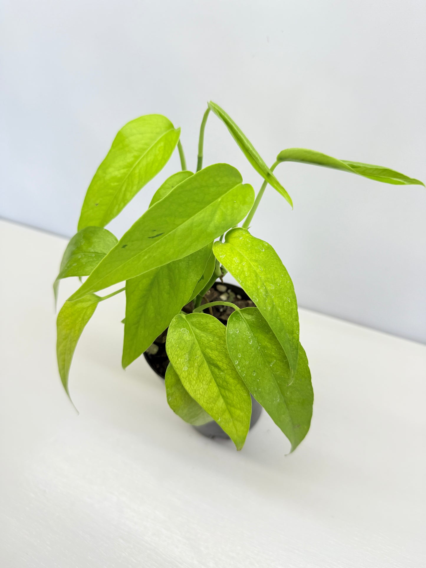 Epipremnum pinnatum 'Neon' C71