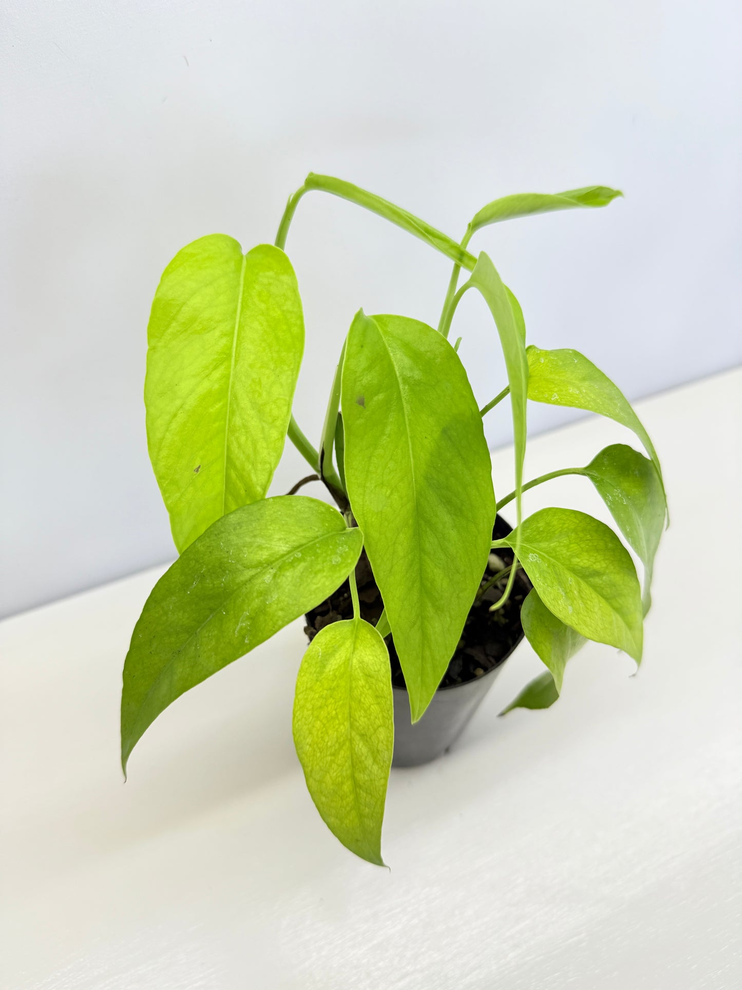 Epipremnum pinnatum 'Neon' C71