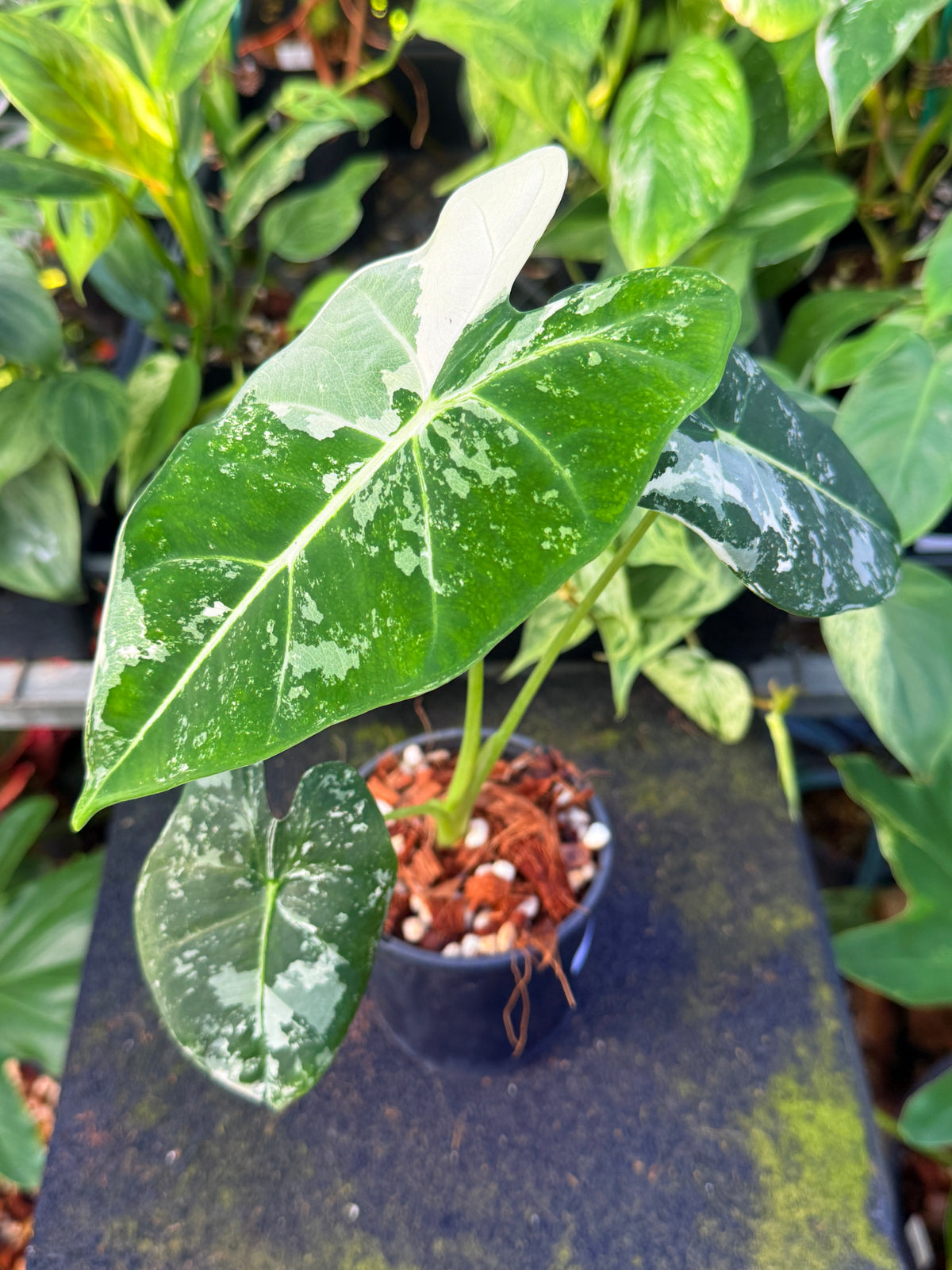 Alocasia Frydek Variegated W40