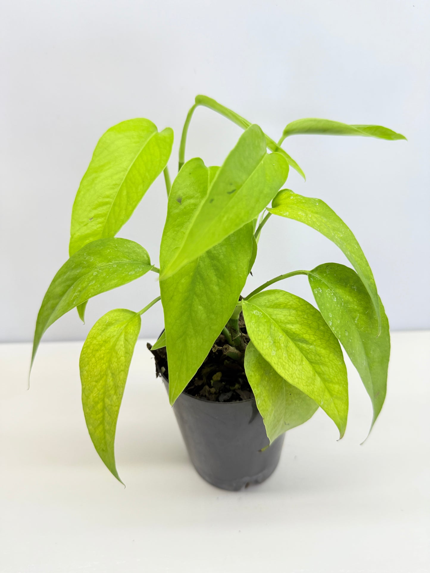 Epipremnum pinnatum 'Neon' C71