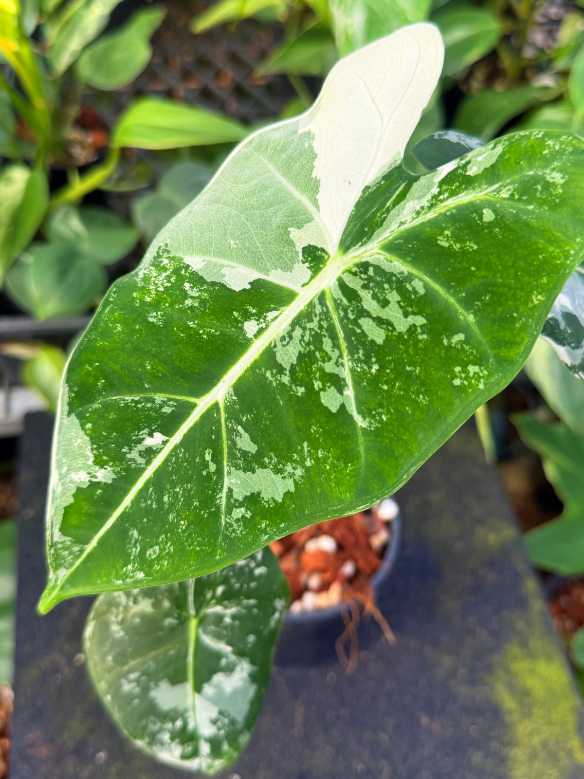 Alocasia Frydek Variegated W40