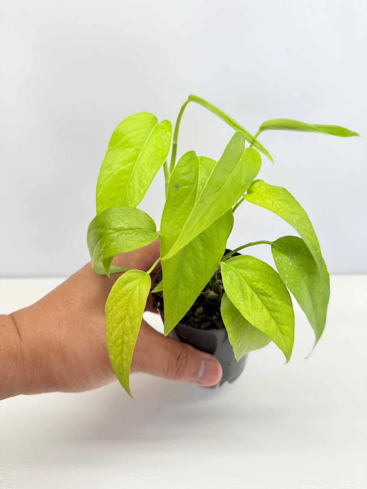Epipremnum pinnatum 'Neon' C71