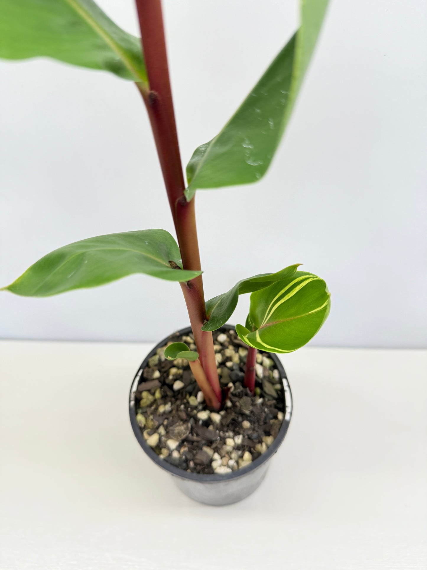 Pleuranthodium schlecteri 'Variegated Dwarf Ginger' - Rarely Offered C72