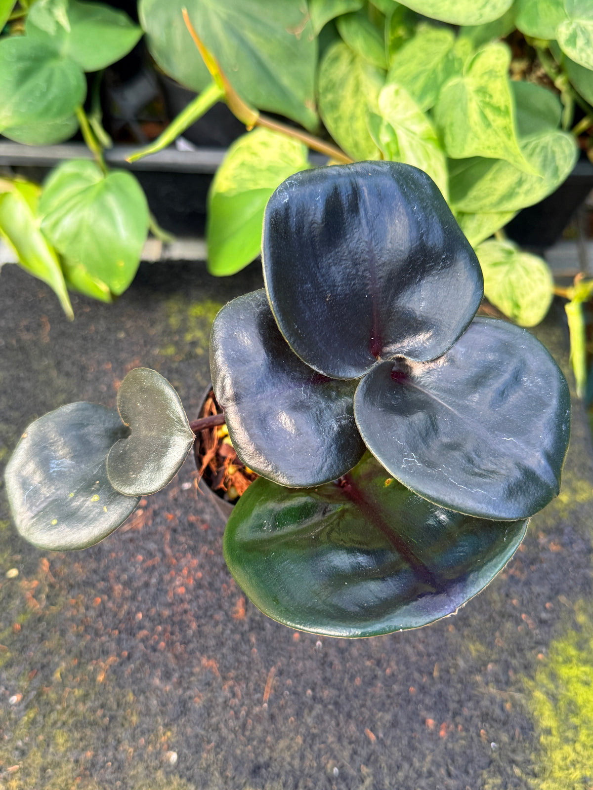Geogenanthus ciliatus 'Midnight Pearl' W39