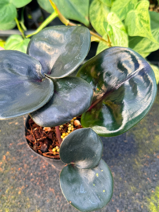 Geogenanthus ciliatus 'Midnight Pearl' W39