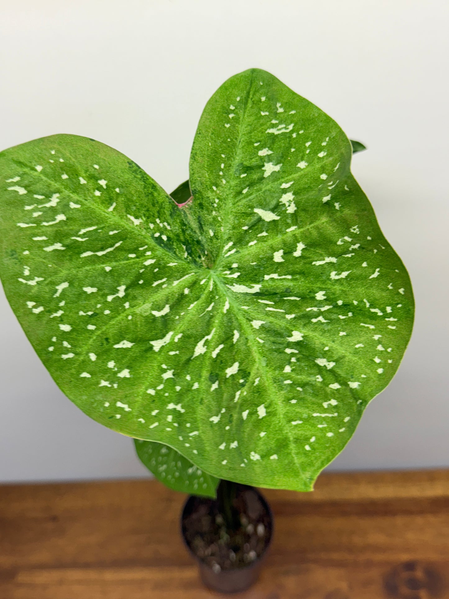 Caladium Raspberry Green K69