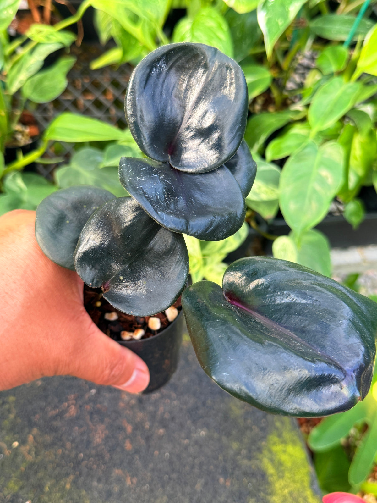 Geogenanthus ciliatus 'Midnight Pearl' W38