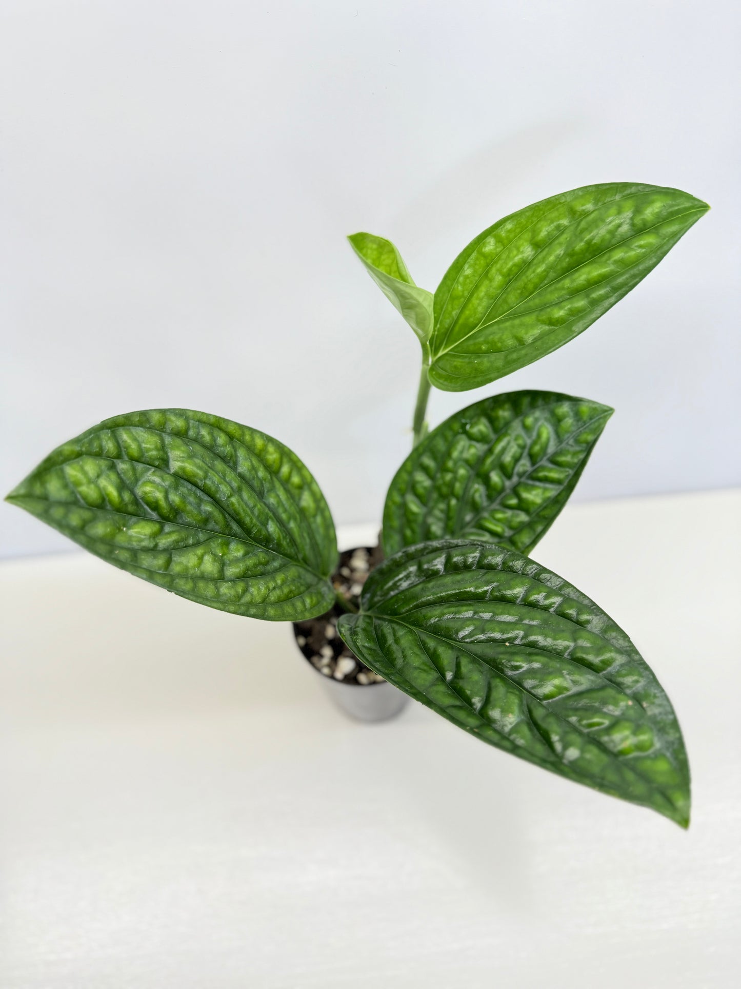 Monstera Peru Variegated - Reverted C74