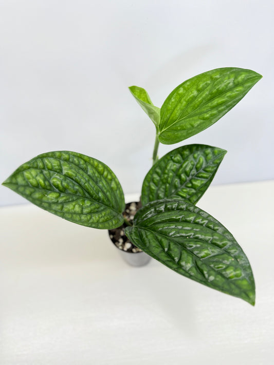 Monstera Peru Variegated - Reverted C74