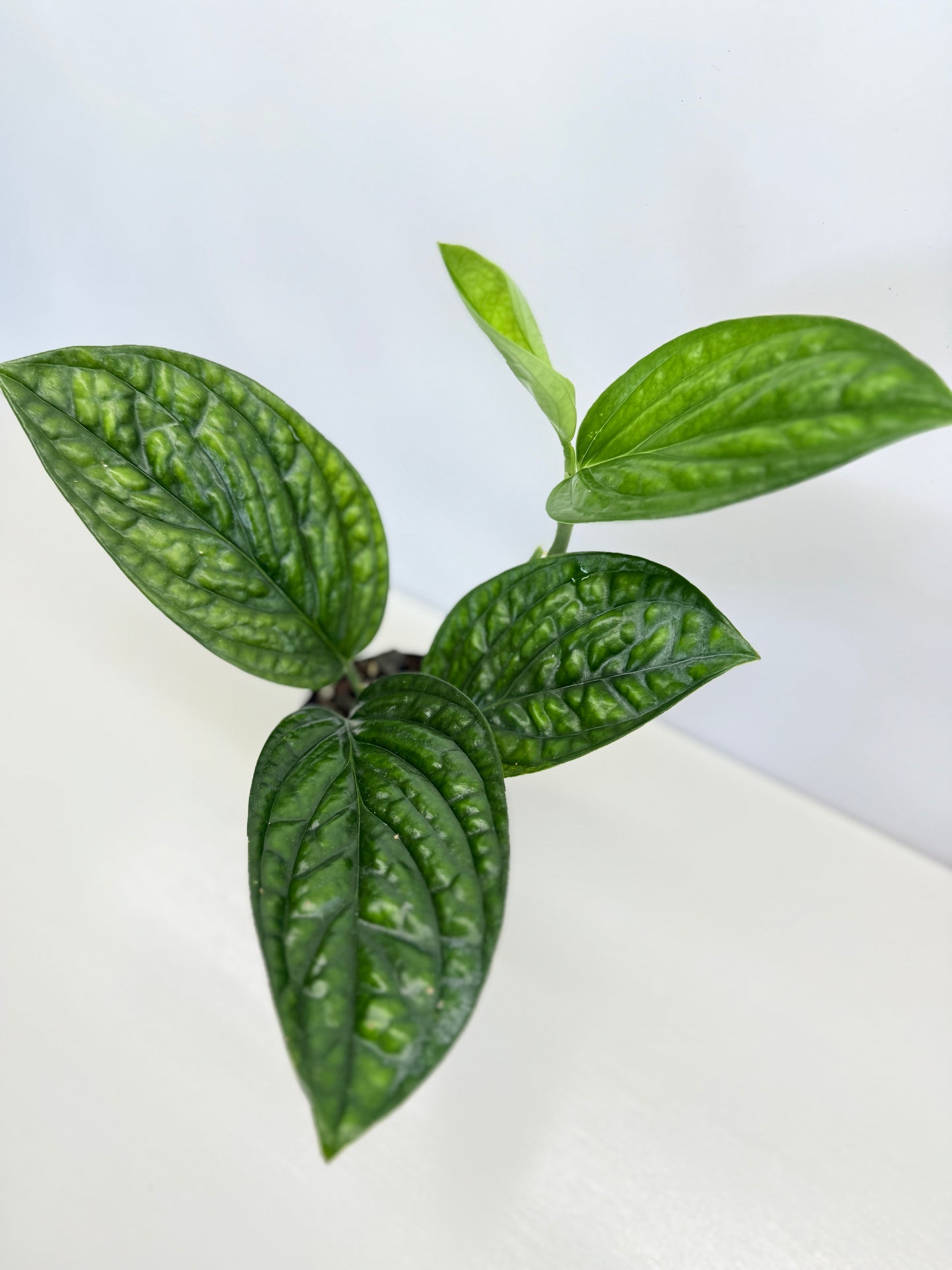 Monstera Peru Variegated - Reverted C74