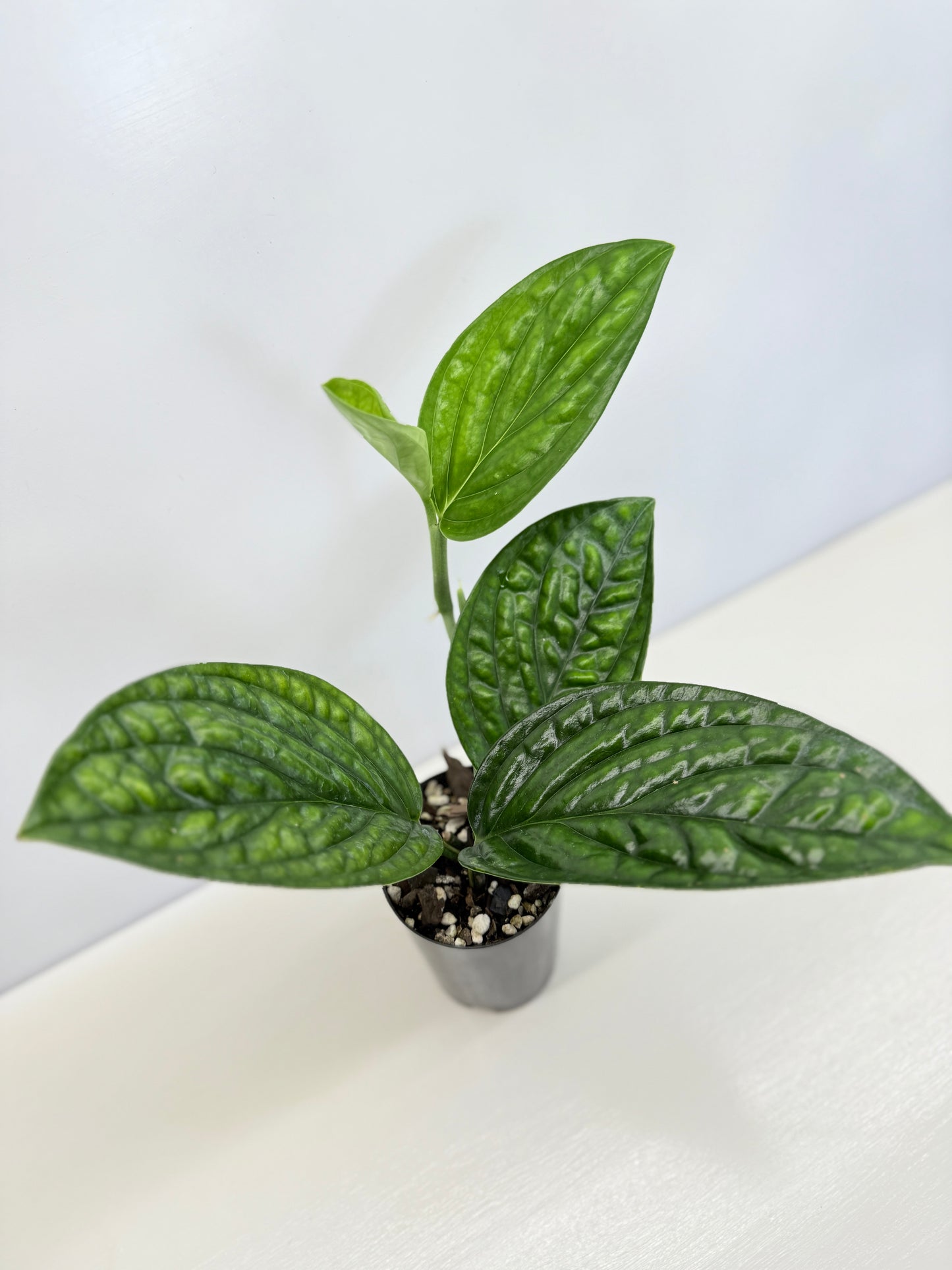 Monstera Peru Variegated - Reverted C74