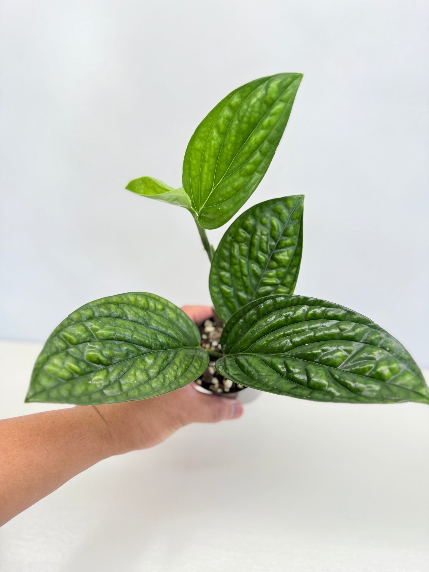 Monstera Peru Variegated - Reverted C74