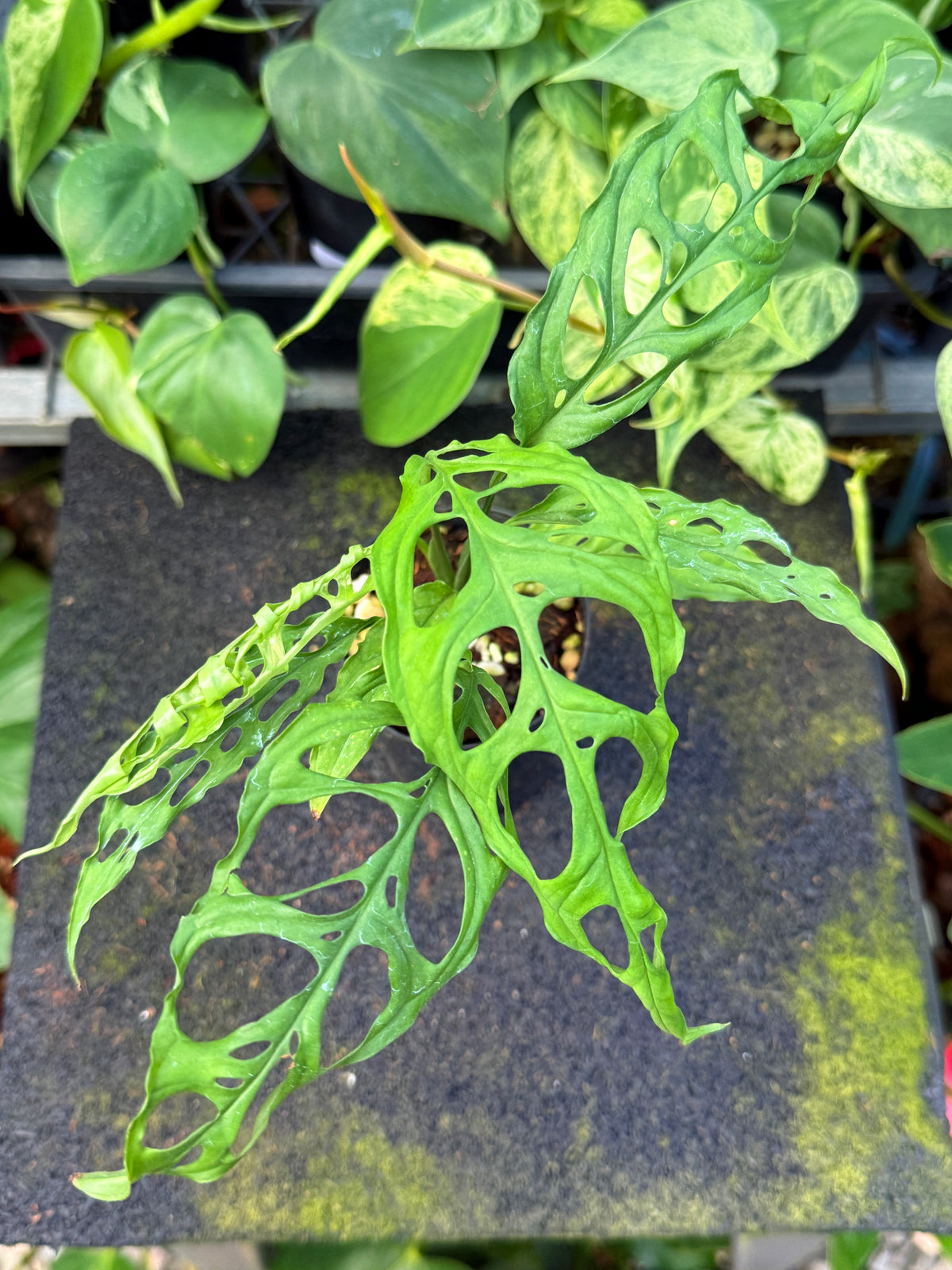 Monstera obliqua 'Peru' W44