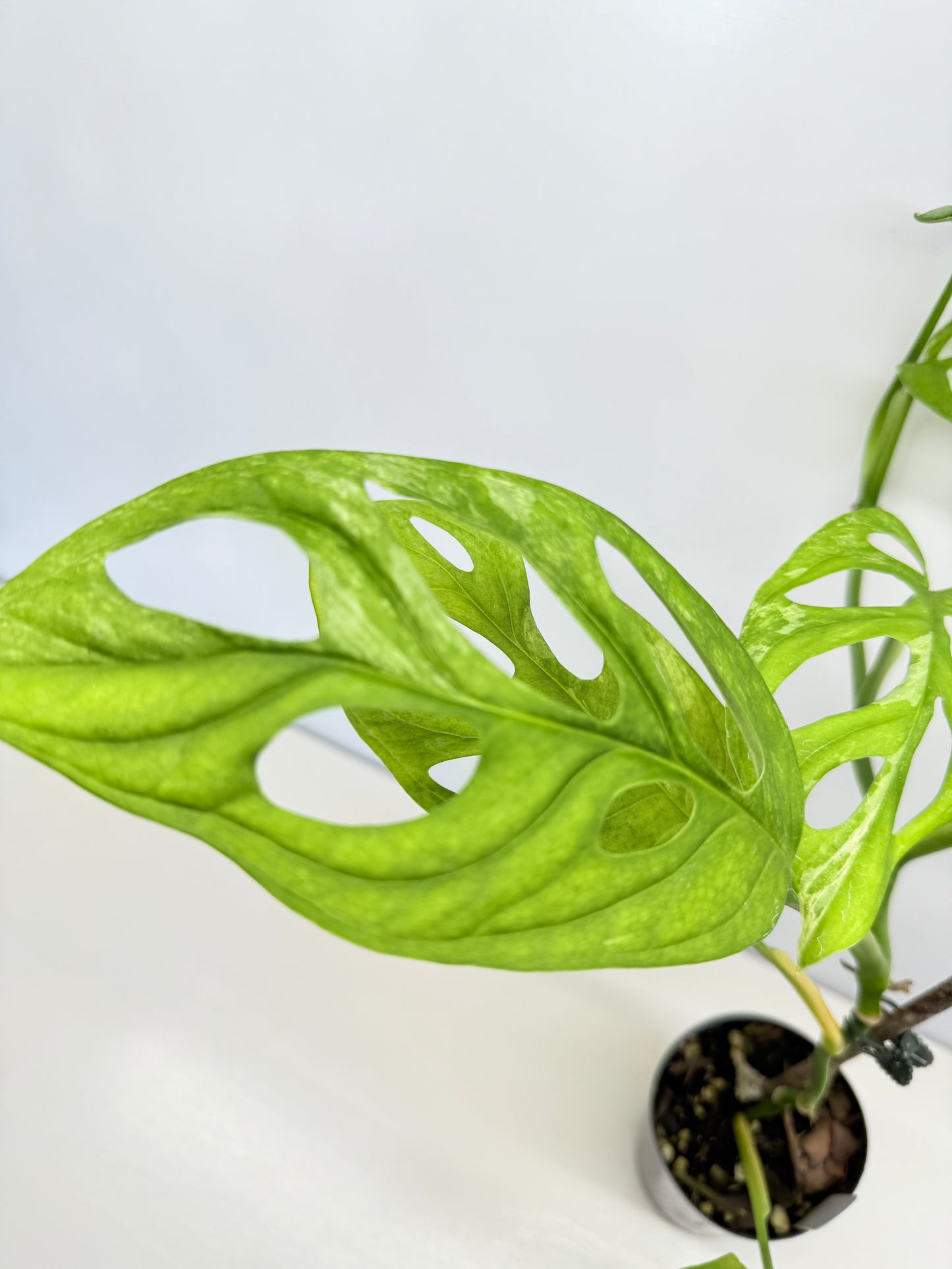 Monstera adansonii Indonesian Form Mint A32