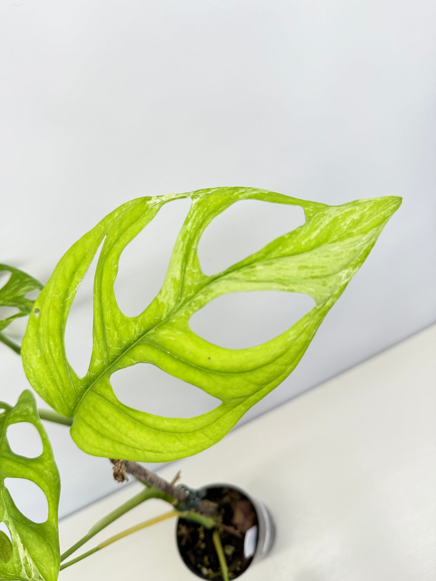 Monstera adansonii Indonesian Form Mint A32