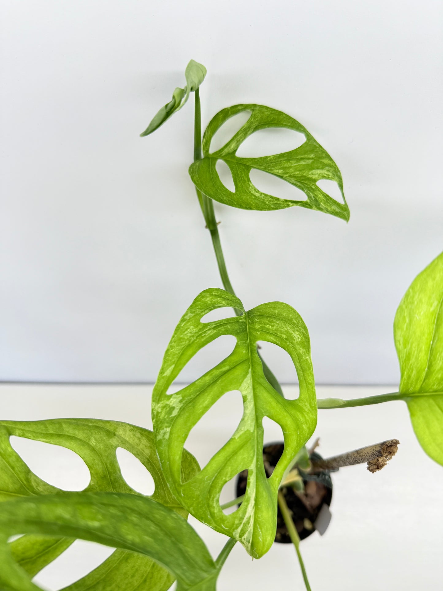 Monstera adansonii Indonesian Form Mint A32