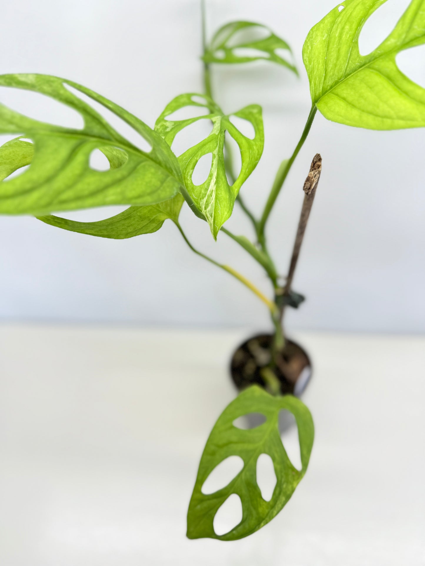 Monstera adansonii Indonesian Form Mint A32