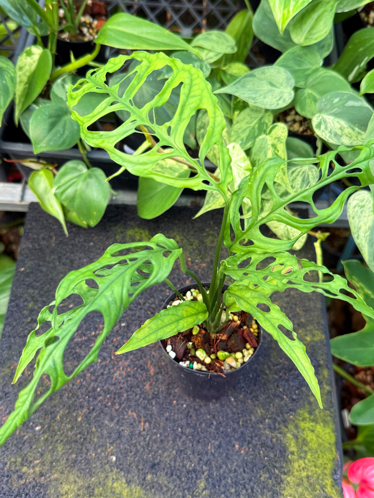 Monstera obliqua 'Peru' W45