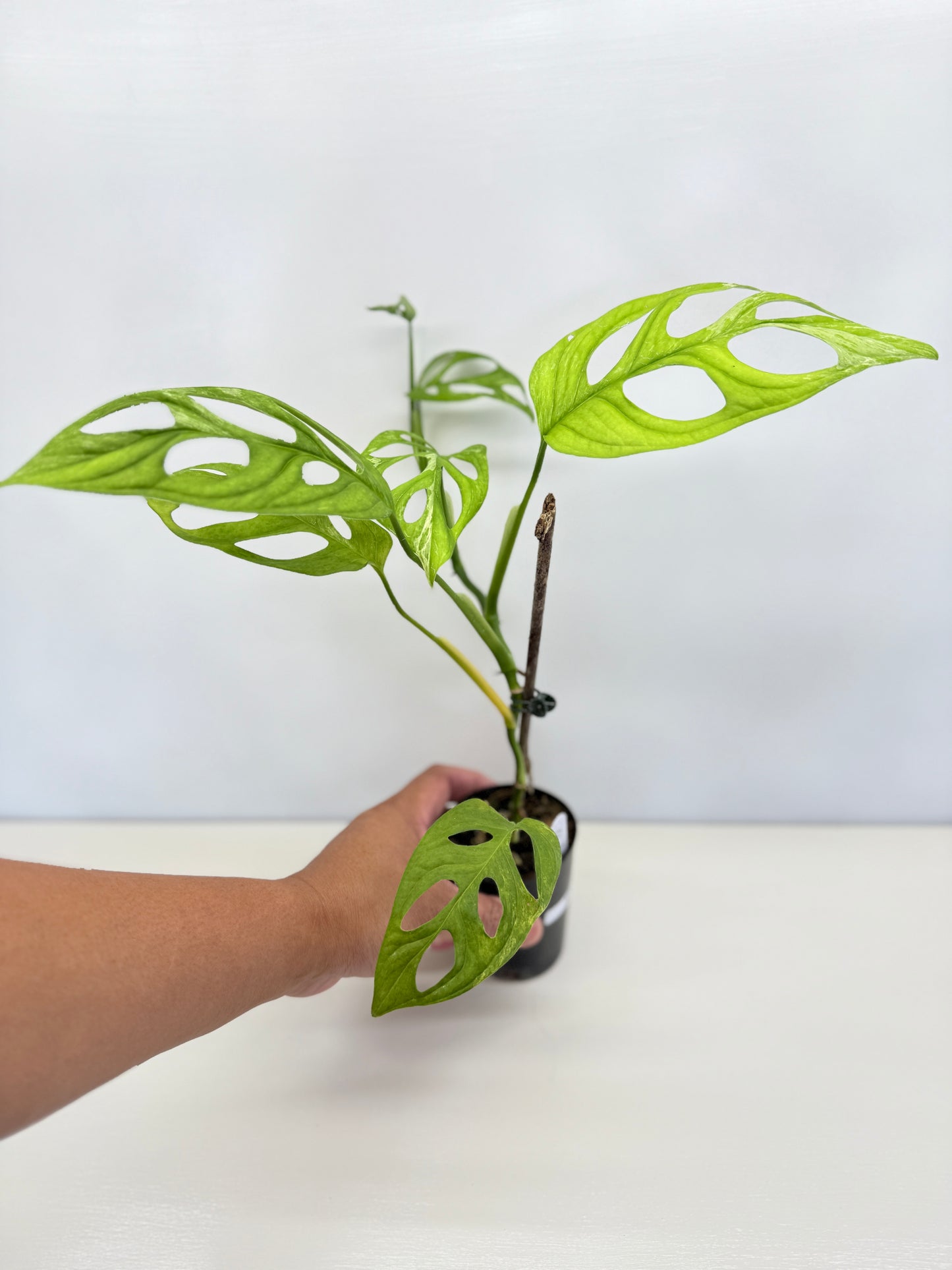 Monstera adansonii Indonesian Form Mint A32