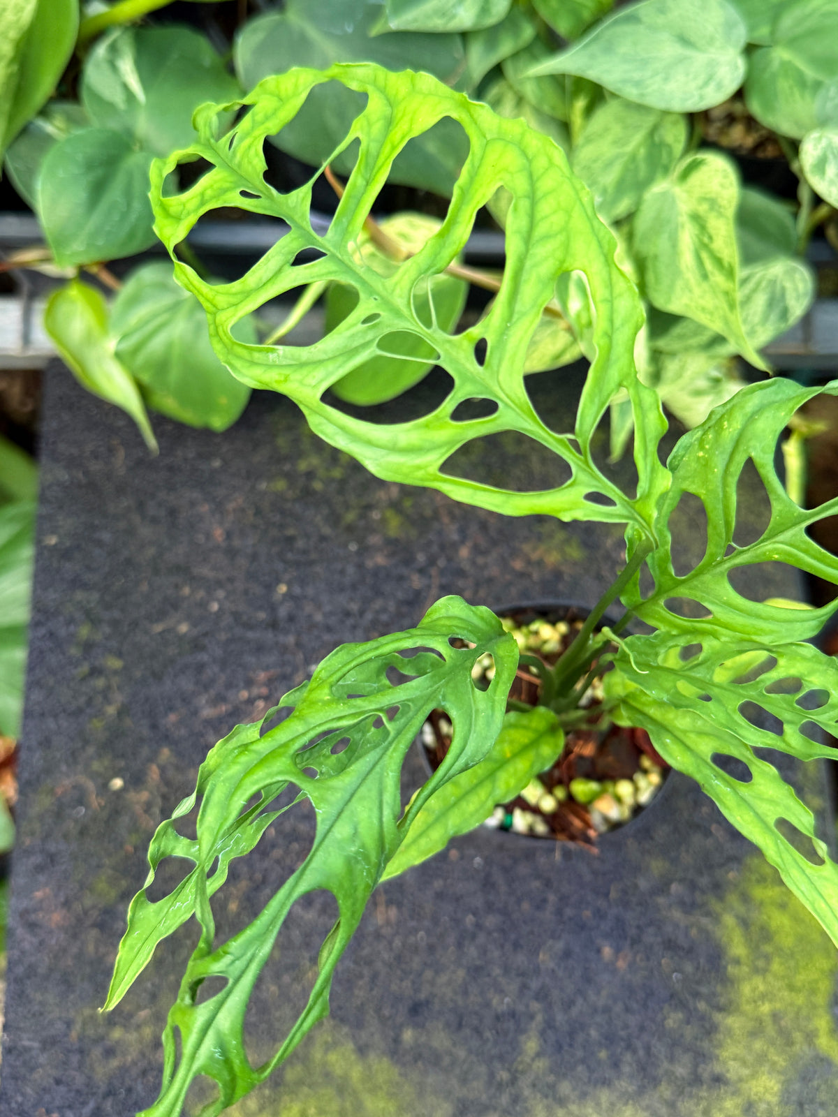 Monstera obliqua 'Peru' W45