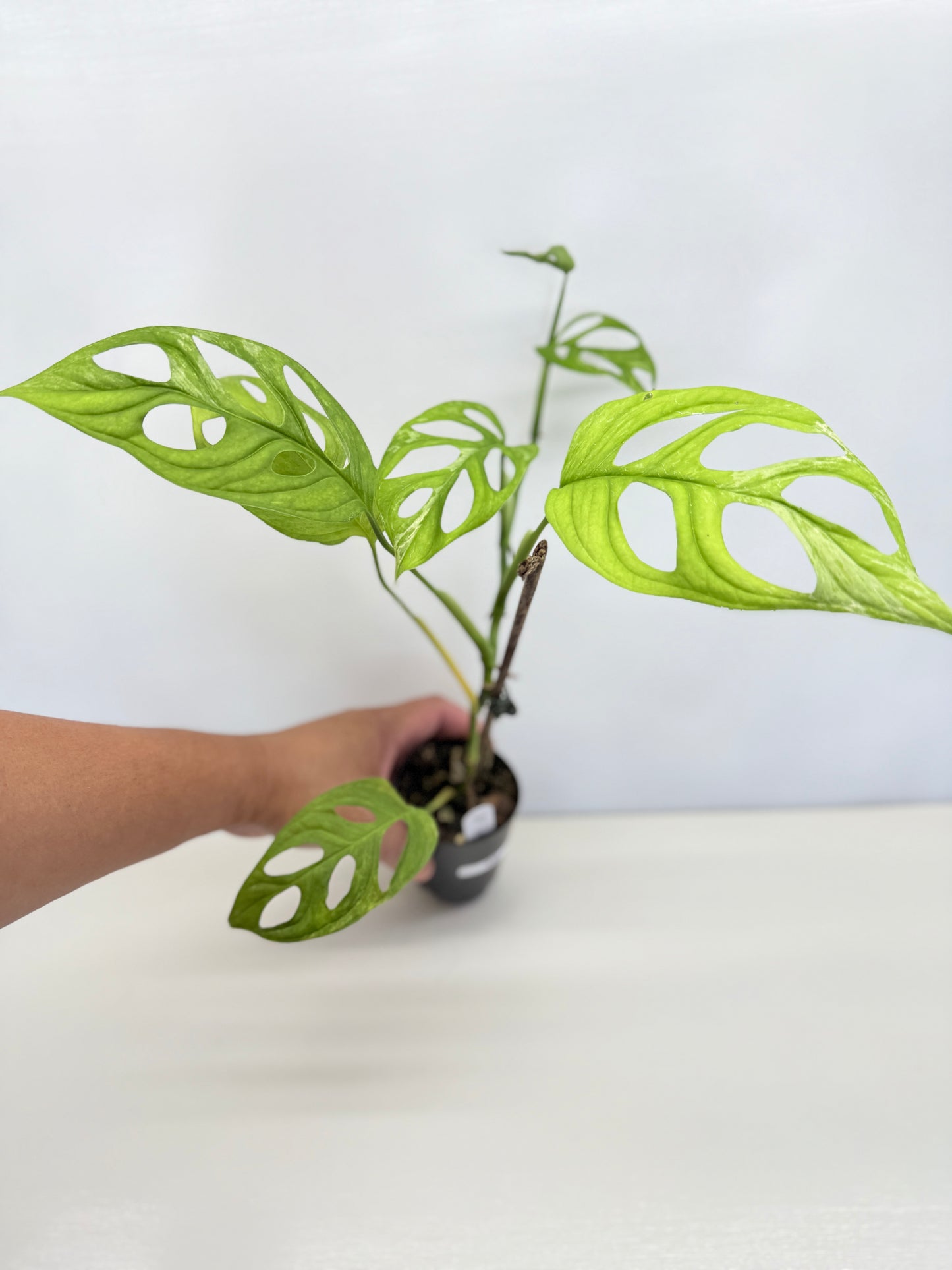 Monstera adansonii Indonesian Form Mint A32